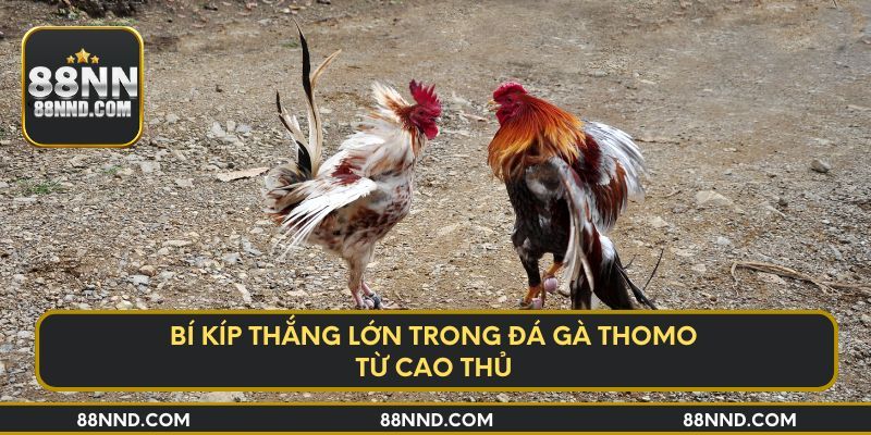 Bí kíp thắng lớn trong đá gà Thomo từ cao thủ