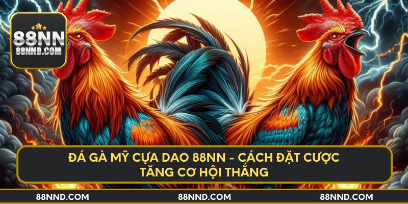Đá Gà Mỹ Cựa Dao 88NN - Cách Đặt Cược Tăng Cơ Hội Thắng