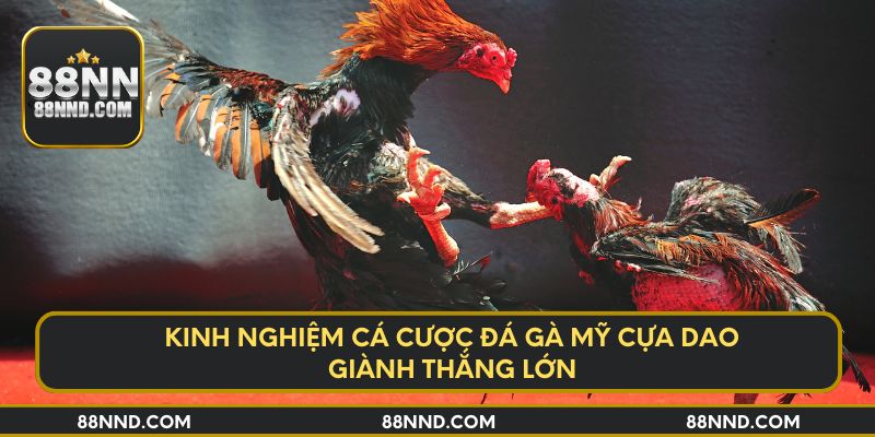 Kinh nghiệm cá cược đá gà Mỹ cựa dao giành thắng lớn
