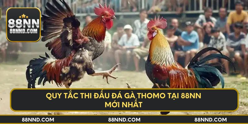 Quy tắc thi đấu đá gà Thomo tại 88NN mới nhất